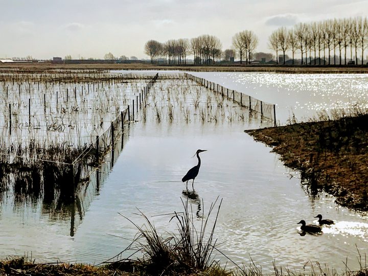 Radio Gelderland: Waterrijk in Park Lingezegen